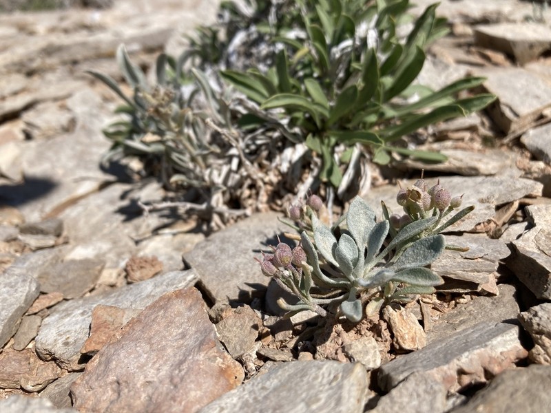 Physaria pachyphylla photo 6
