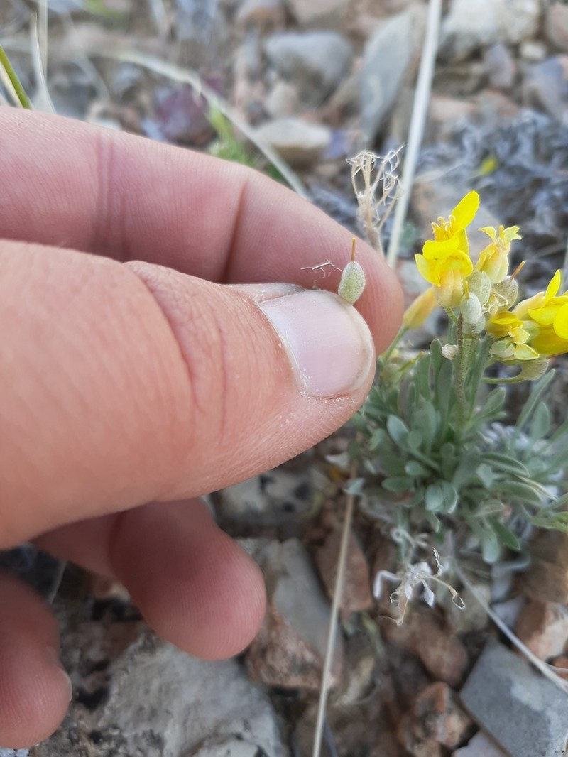 Physaria pachyphylla photo 7