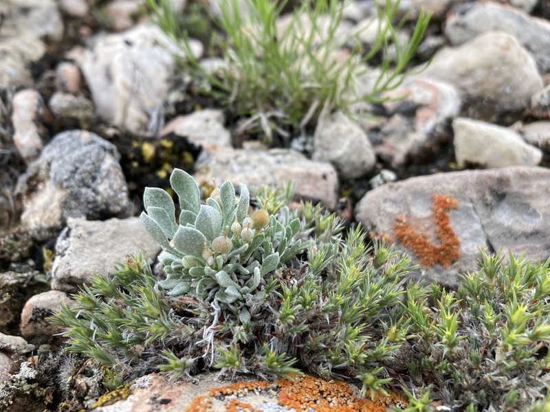 Physaria pachyphylla photo 8