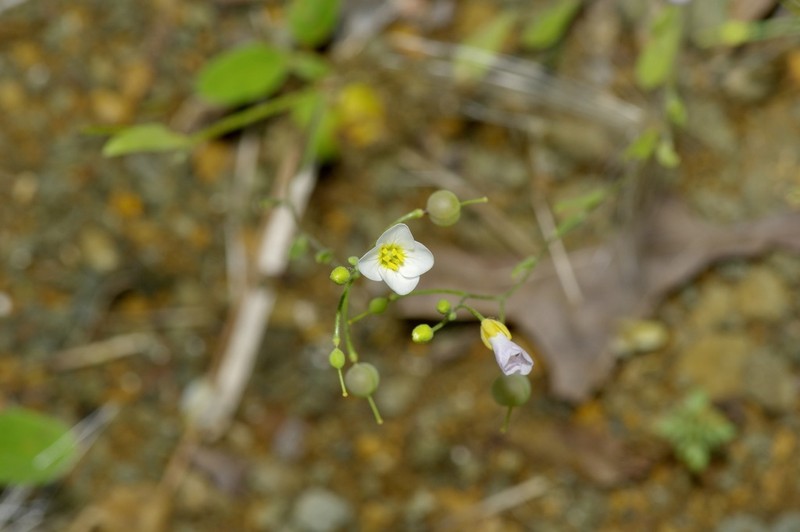 White Bladderpod
