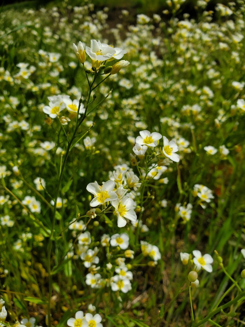 White Bladderpod photo 2