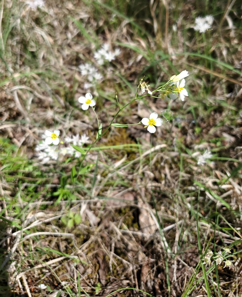 White Bladderpod photo 3