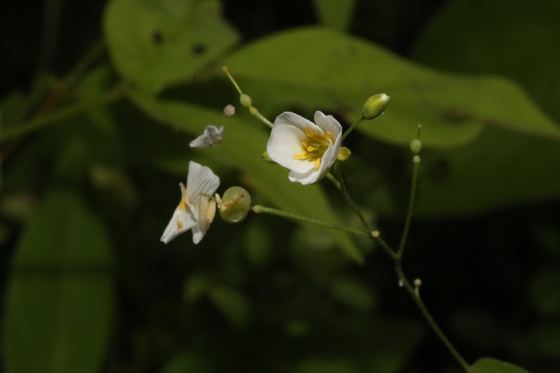 White Bladderpod photo 4