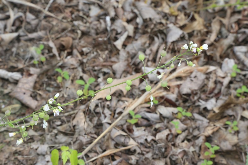 White Bladderpod photo 5