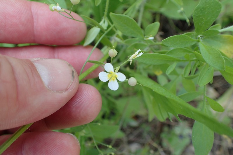 White Bladderpod photo 6