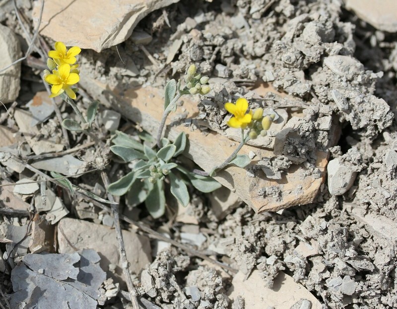Piceance Bladderpod