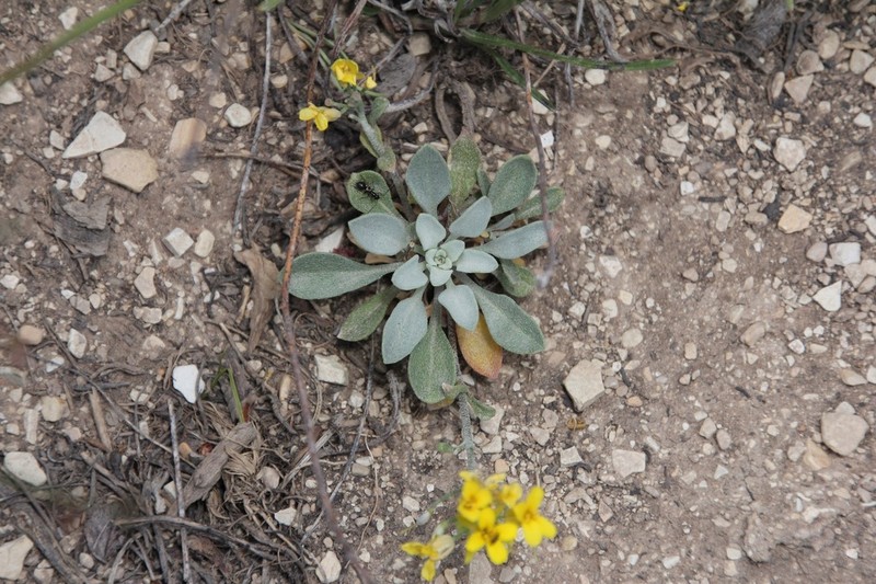 Piceance Bladderpod photo 2