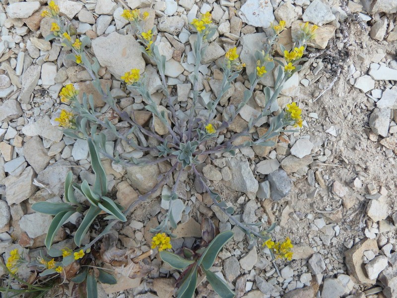 Piceance Bladderpod photo 3