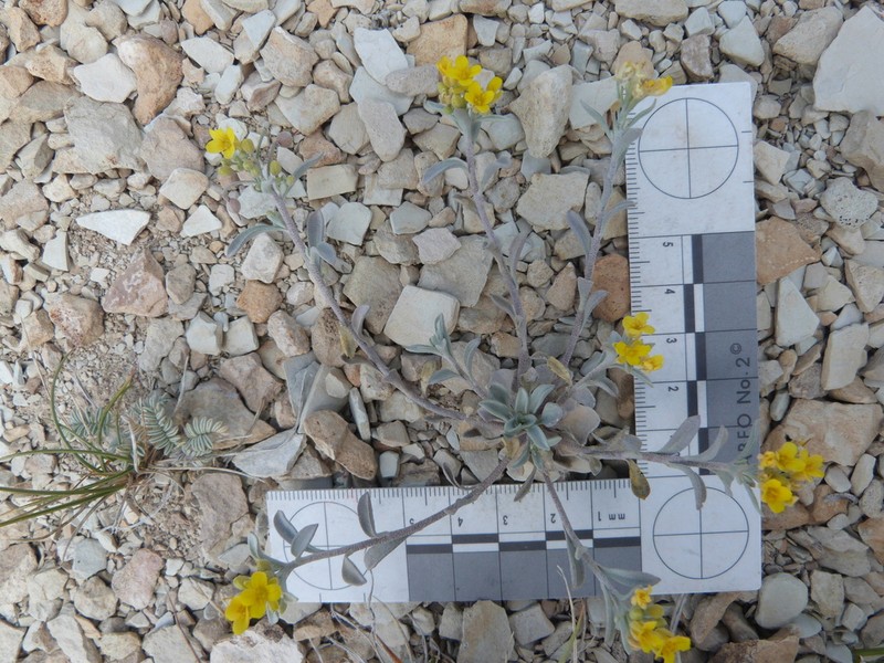 Piceance Bladderpod photo 4