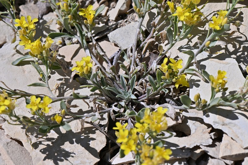 Piceance Bladderpod photo 5