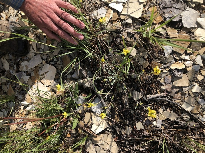 Piceance Bladderpod photo 6