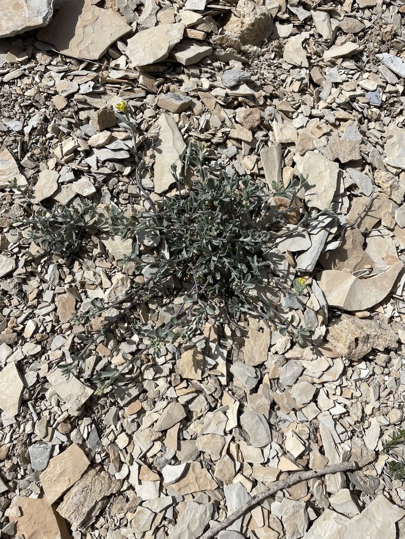 Piceance Bladderpod photo 7