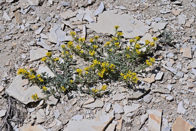 Piceance Bladderpod photo 8