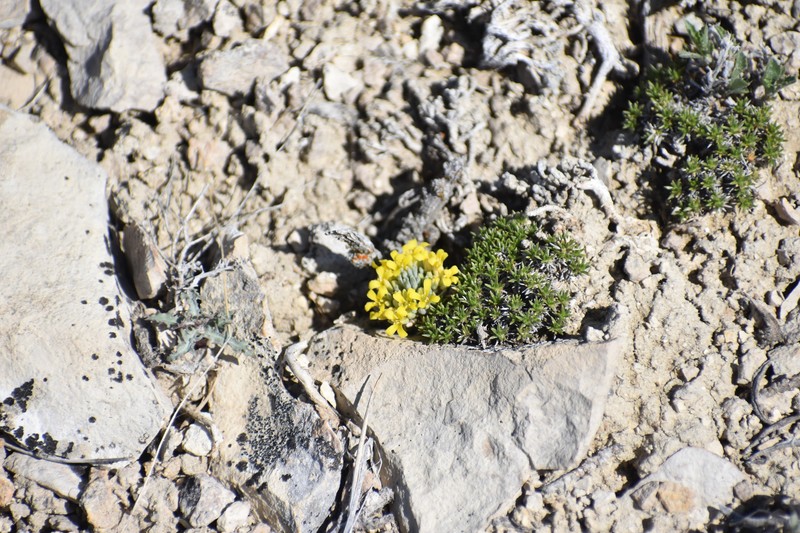 Pygmy Bladderpod