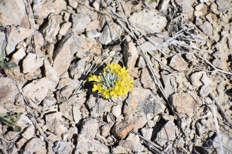 Pygmy Bladderpod photo 2