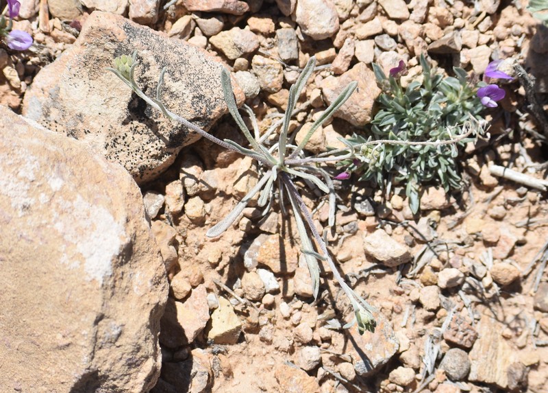 Pygmy Bladderpod photo 3