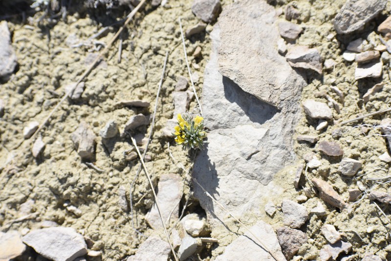 Pygmy Bladderpod photo 4
