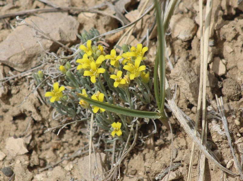 Pygmy Bladderpod photo 5