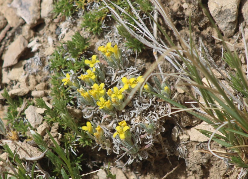 Pygmy Bladderpod photo 6