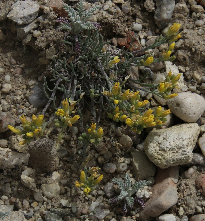 Pygmy Bladderpod photo 7