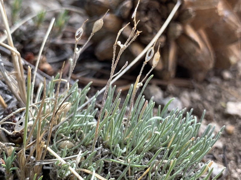 Pygmy Bladderpod photo 8