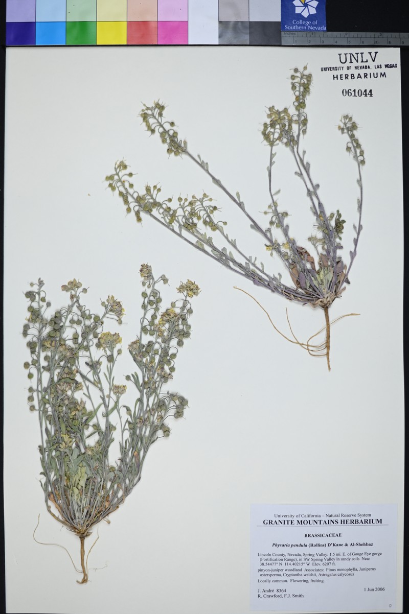 Snake Range Bladderpod