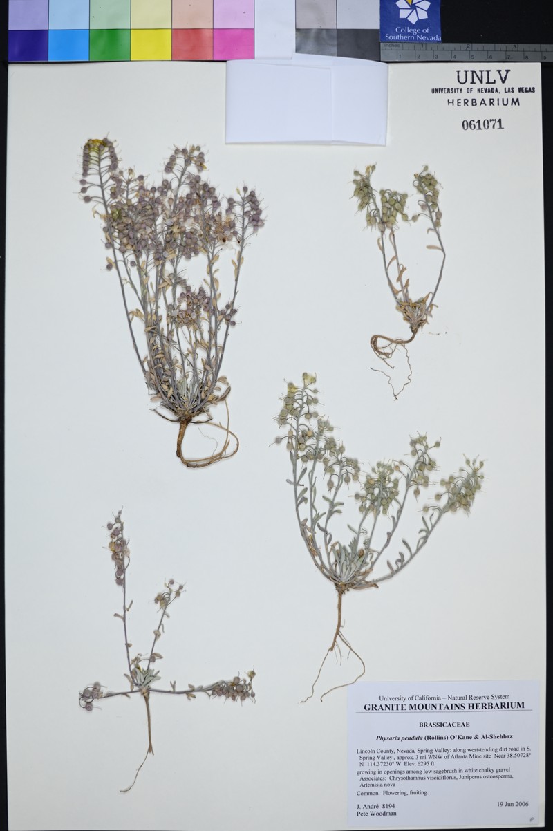Snake Range Bladderpod photo 2