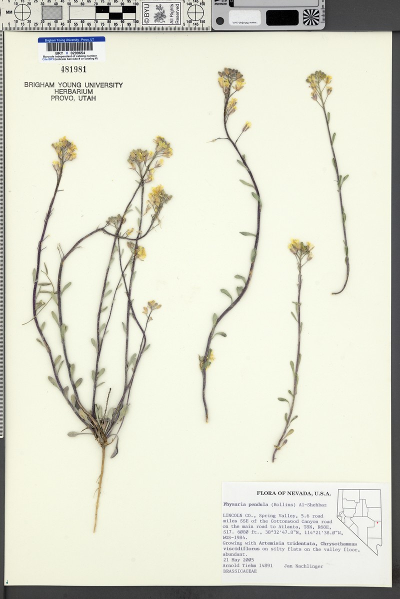 Snake Range Bladderpod photo 3