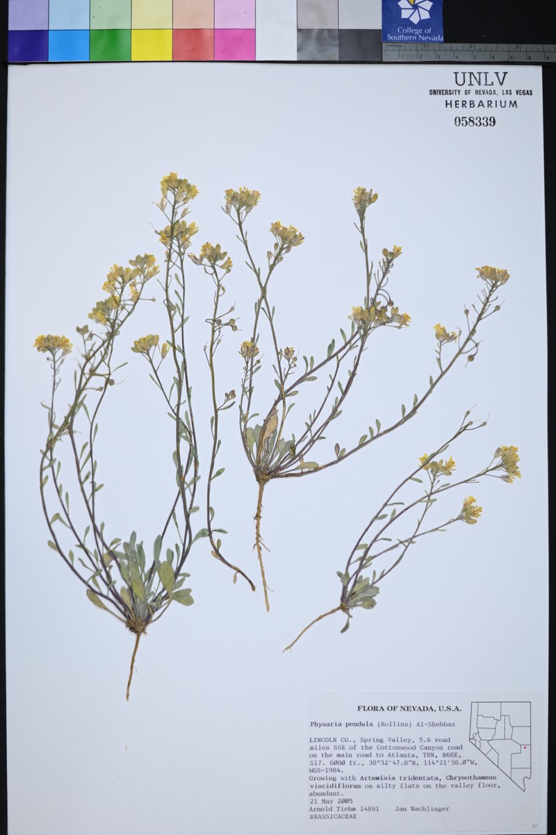Snake Range Bladderpod photo 4