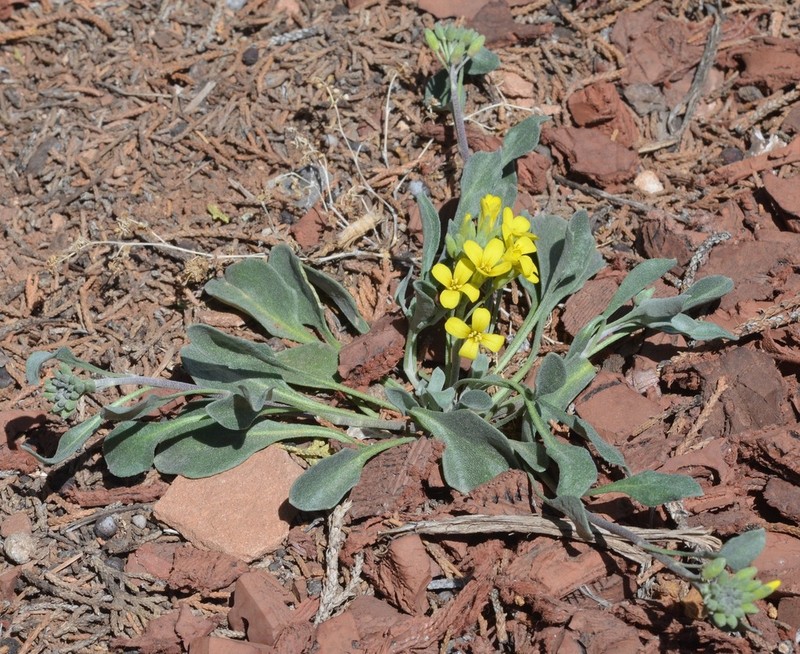 White Mountain Bladderpod