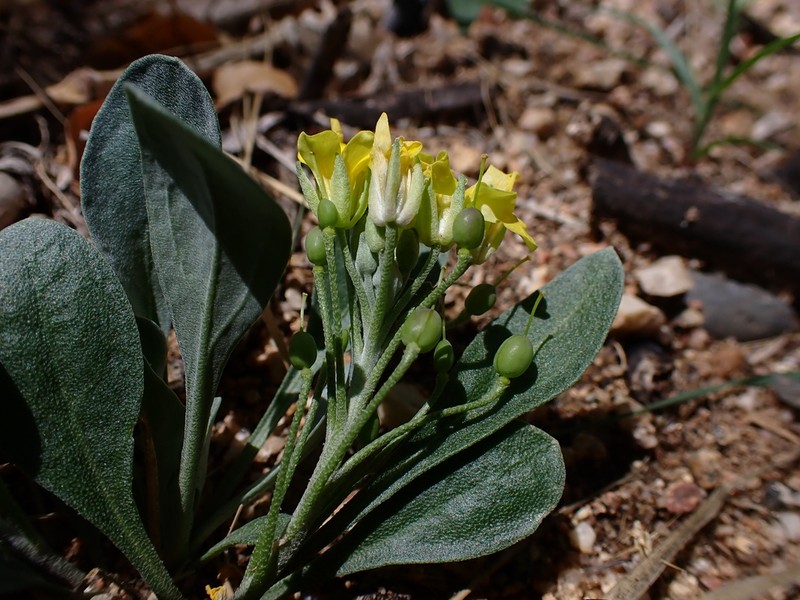 White Mountain Bladderpod photo 2