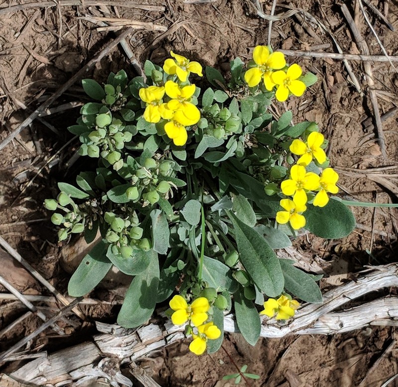 White Mountain Bladderpod photo 3