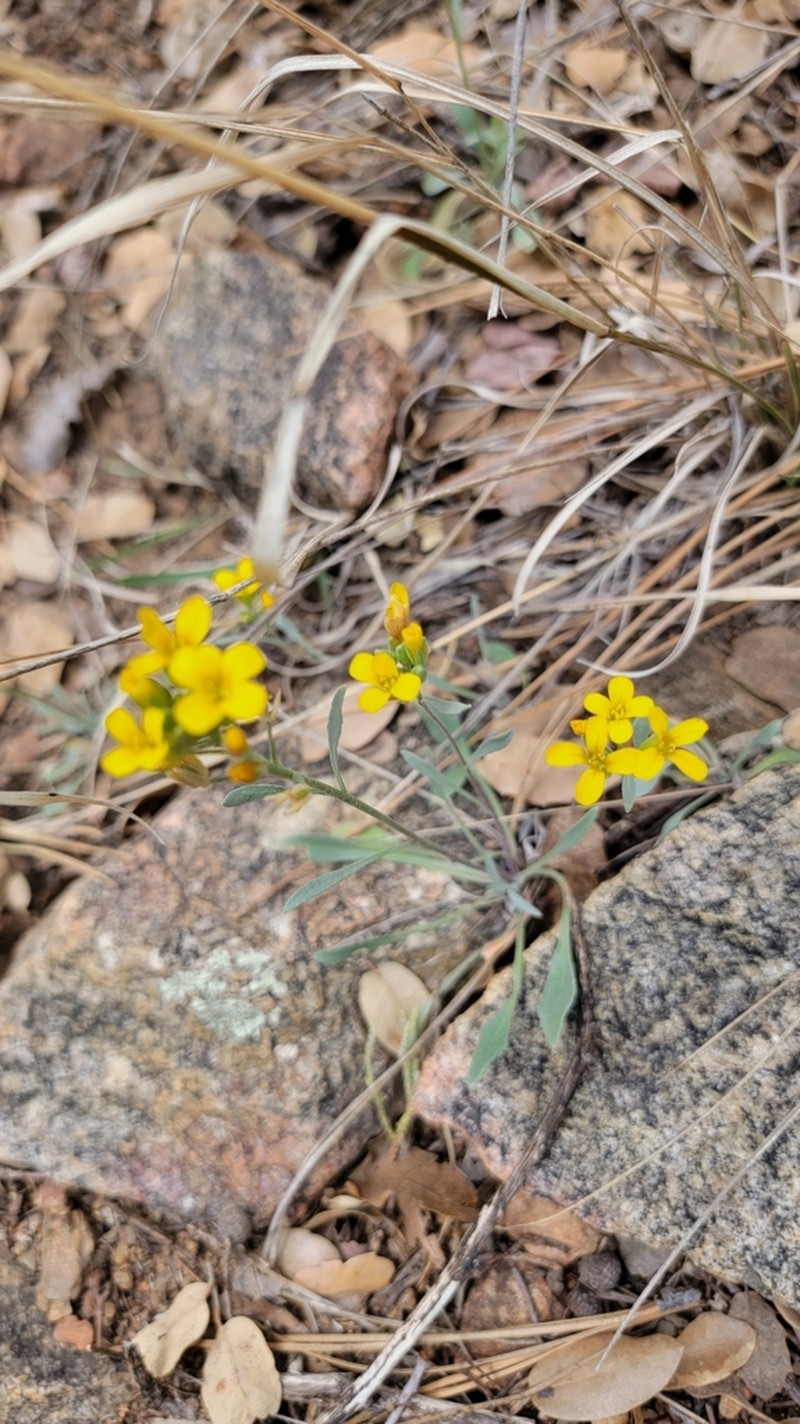 White Mountain Bladderpod photo 4