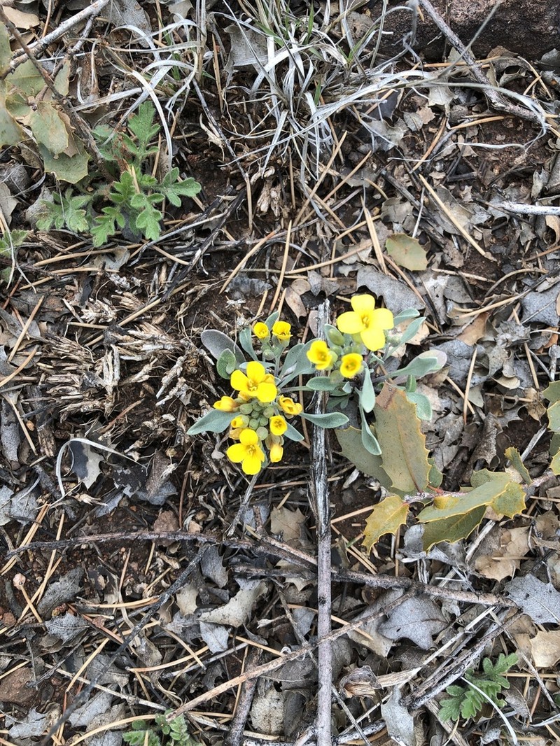 White Mountain Bladderpod photo 6