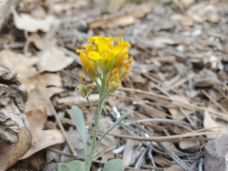 White Mountain Bladderpod photo 7