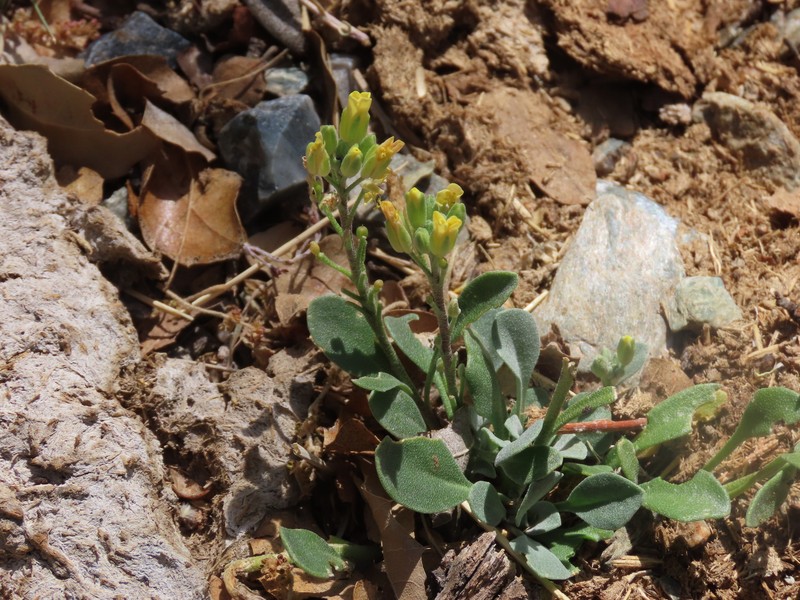 White Mountain Bladderpod photo 8