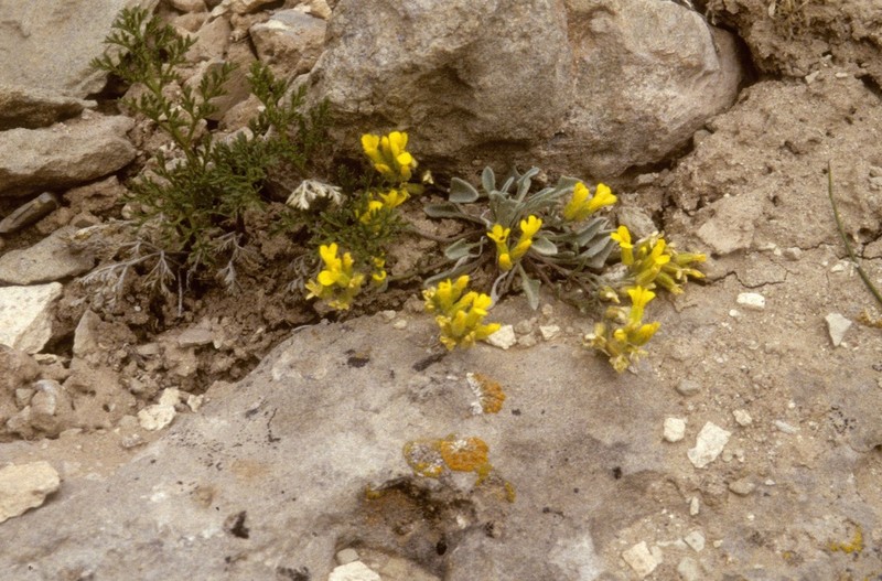 Low Bladderpod