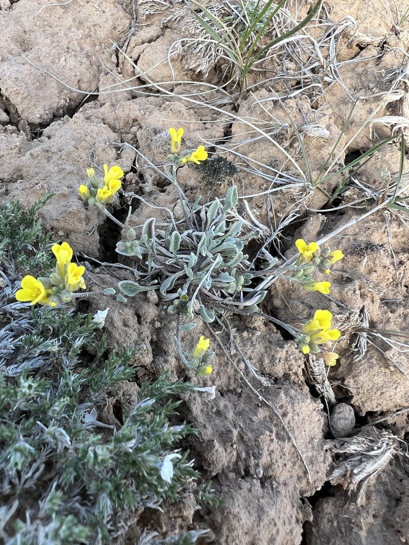 Low Bladderpod photo 3