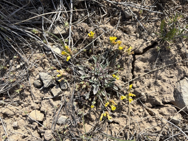 Low Bladderpod photo 5