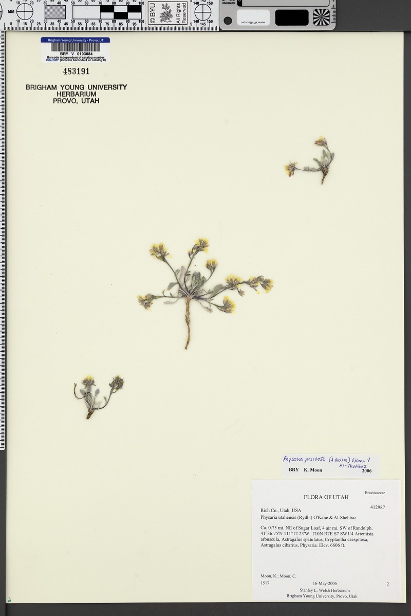 Low Bladderpod photo 6
