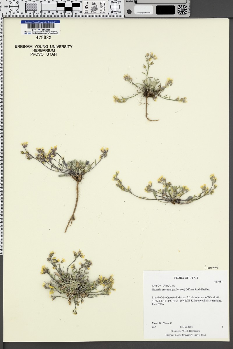 Low Bladderpod photo 7