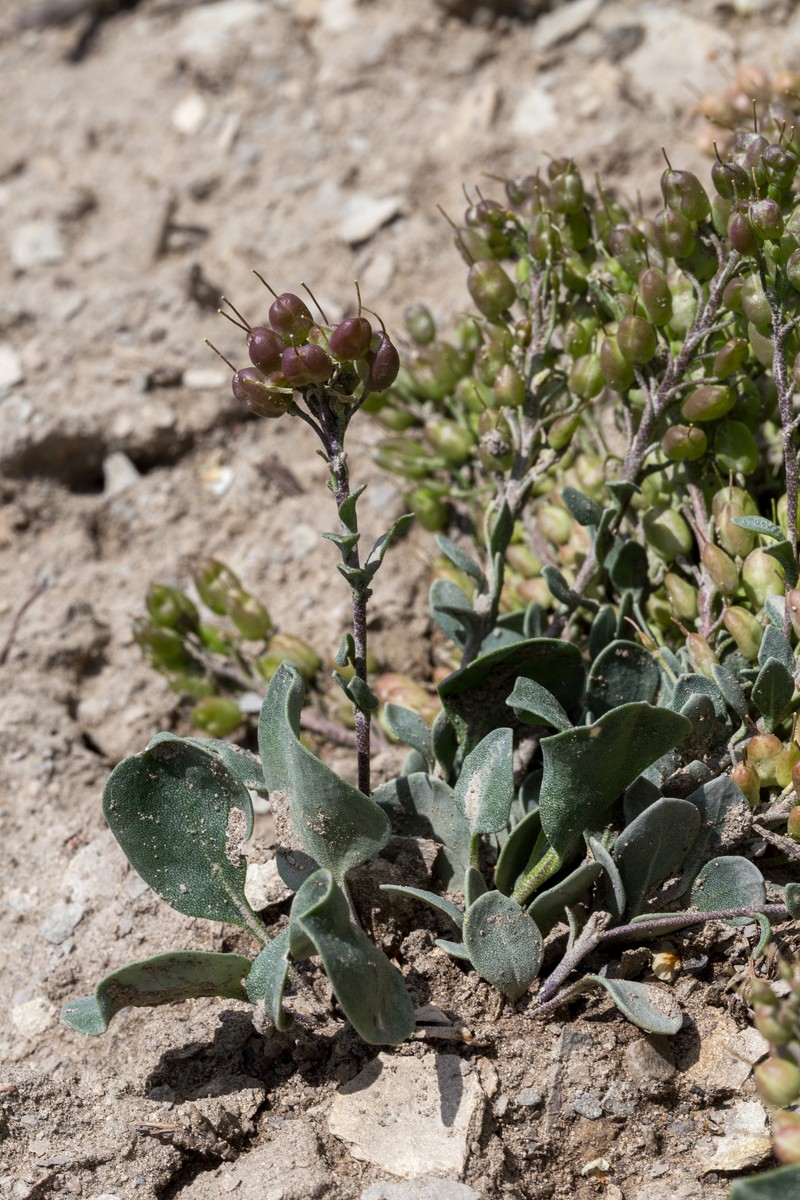 Pagosa Springs Bladderpod
