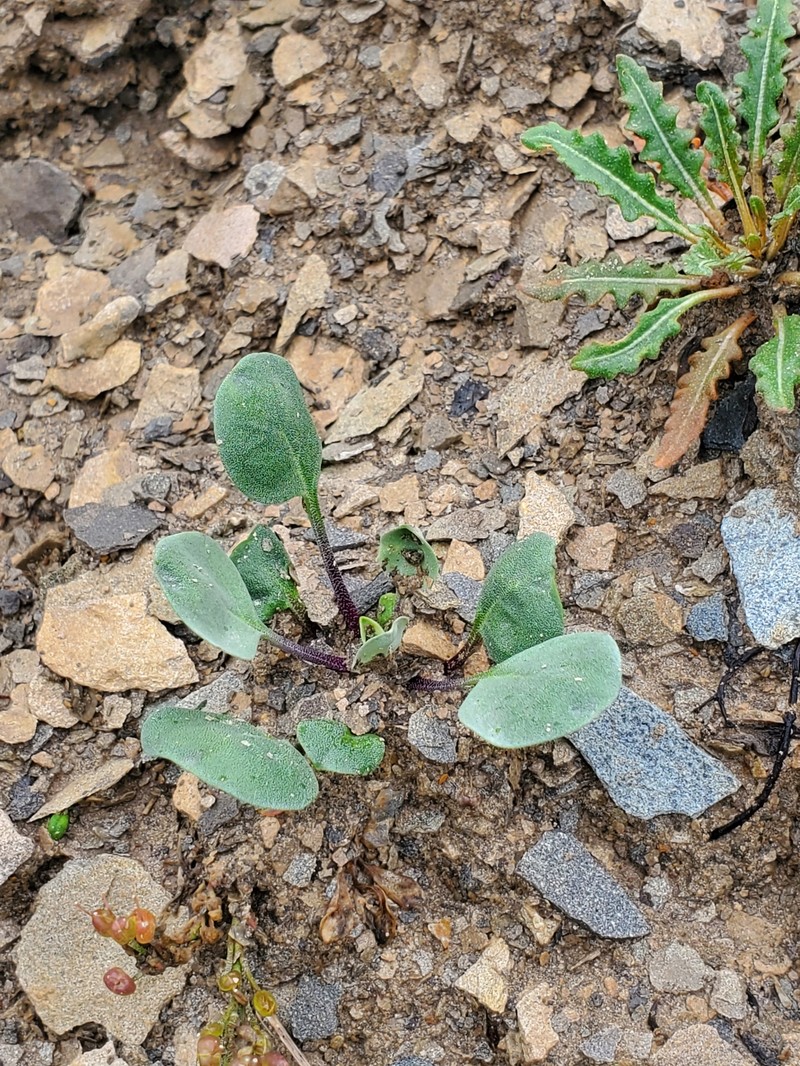 Pagosa Springs Bladderpod photo 2