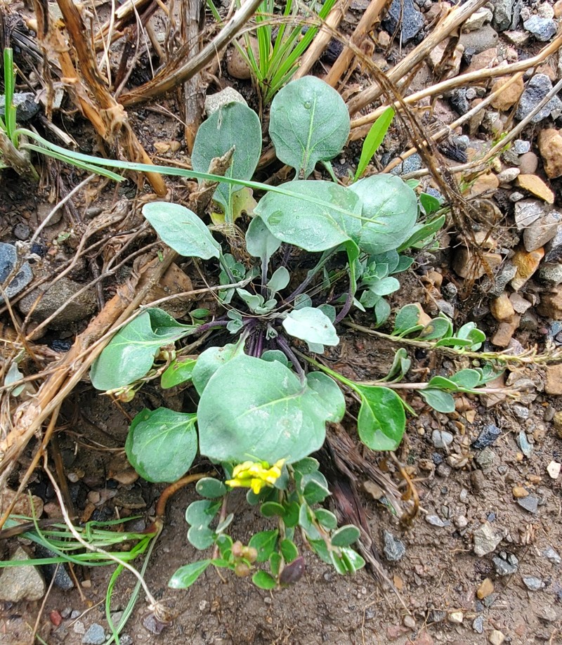 Pagosa Springs Bladderpod photo 3