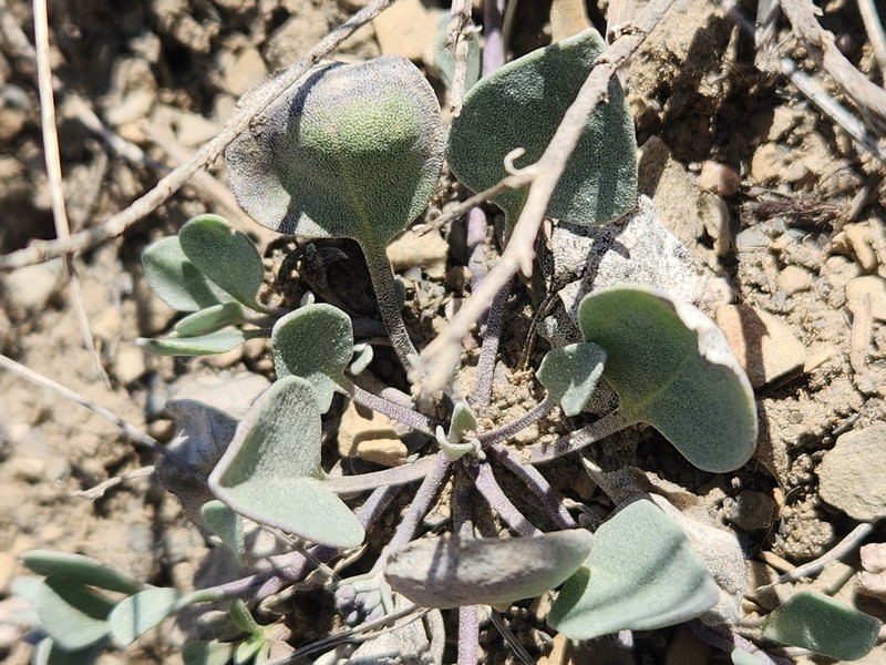 Pagosa Springs Bladderpod photo 4