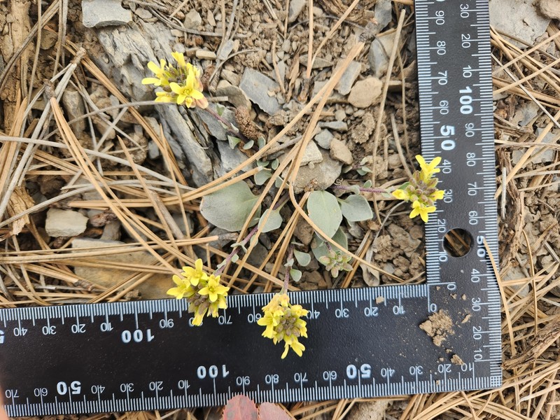 Pagosa Springs Bladderpod photo 5