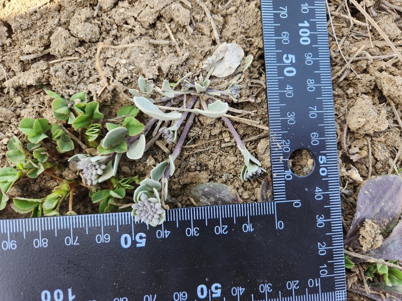 Pagosa Springs Bladderpod photo 6
