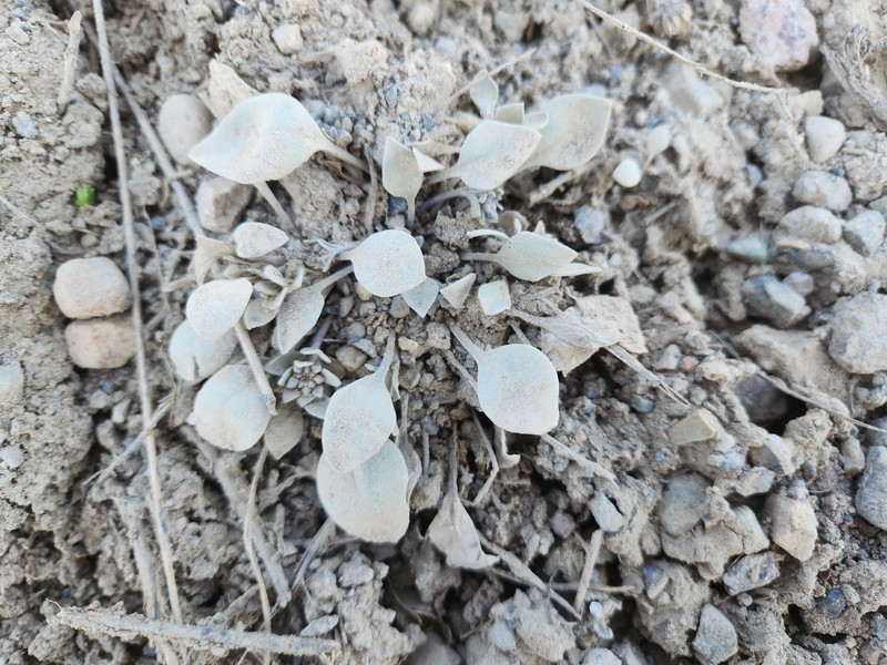 Pagosa Springs Bladderpod photo 7