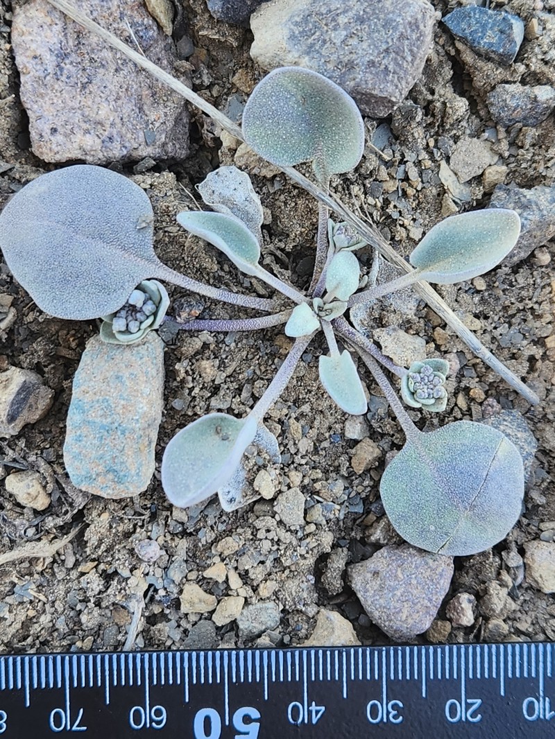 Pagosa Springs Bladderpod photo 8