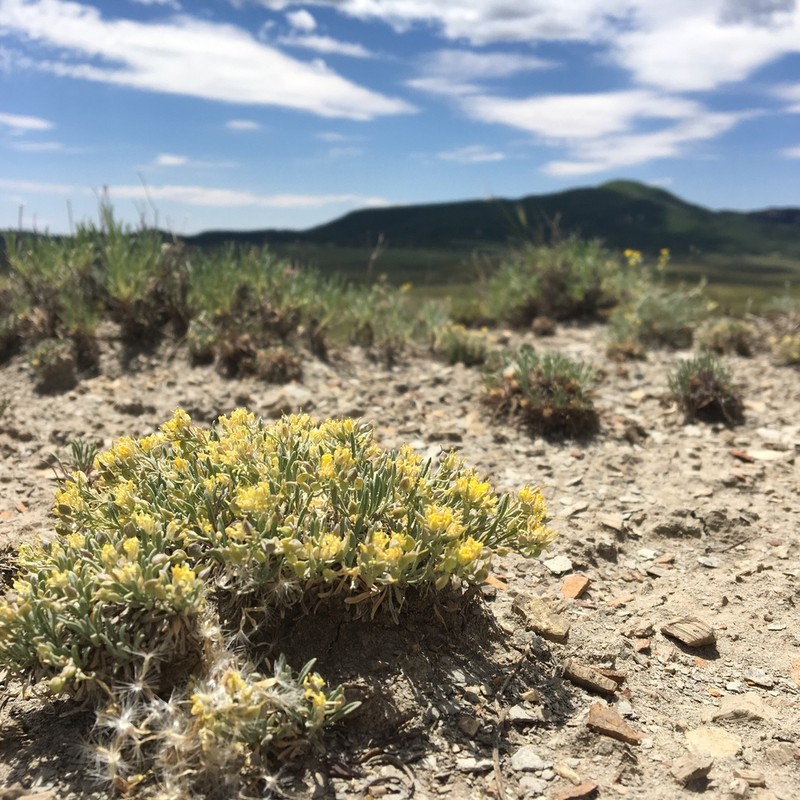 Physaria pulvinata
